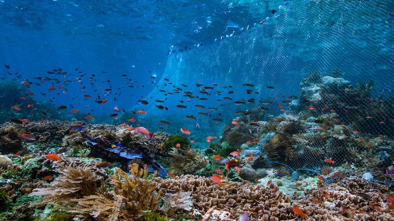 La pesca de arrastre daña los arrecifes de coral