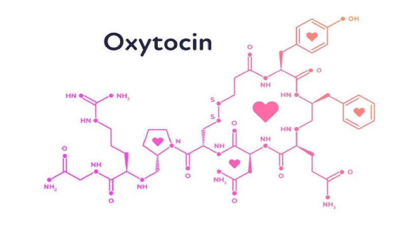 Oxitocina, la hormona del amor