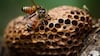 Hallan nidos fósiles de abejas construidos en las mandíbulas de mamíferos prehistóricos