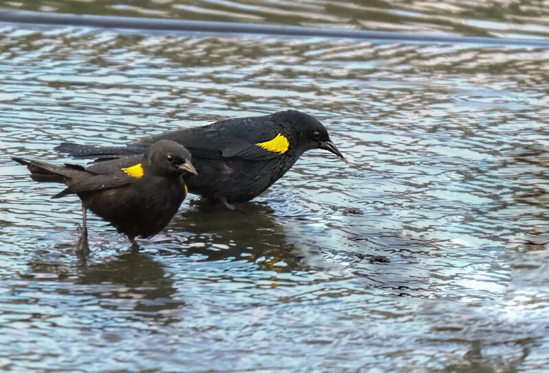 Mirlos en el agua