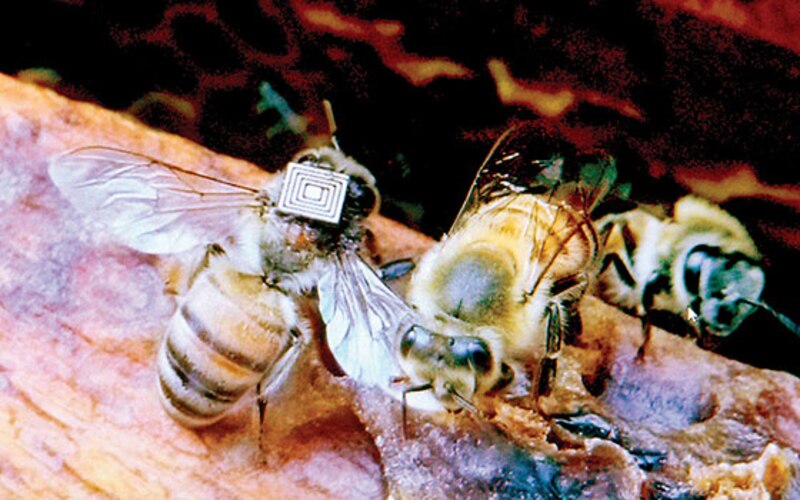Abejas con mochilas rastreadoras