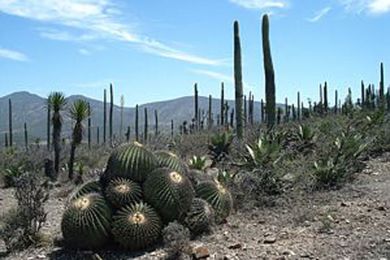 El desierto mexicano