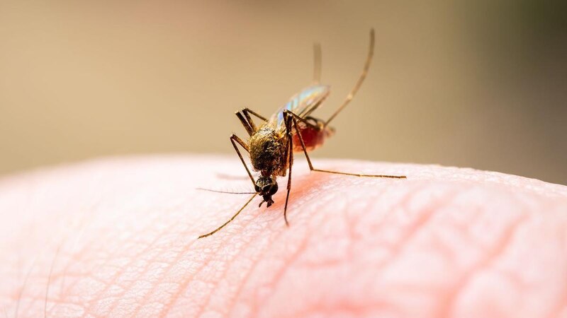 Mosquito Aedes aegypti