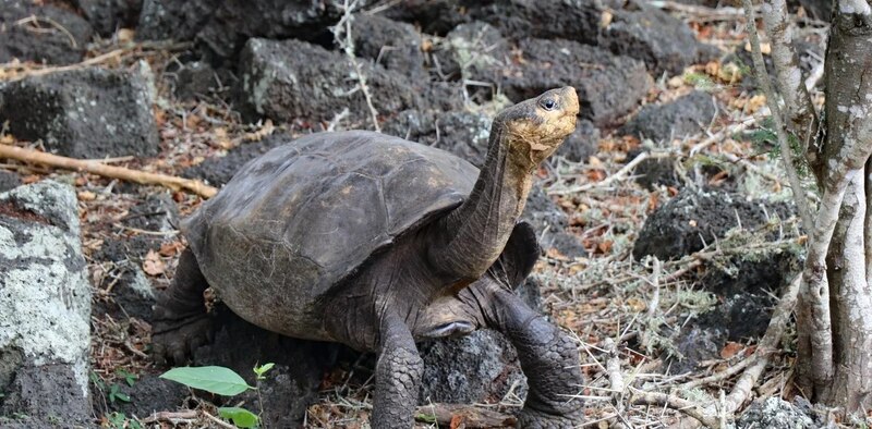 Una tortuga gigante en las Islas Galápagos