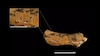 Un niño decapitado: nueva prueba de canibalismo en Atapuerca  