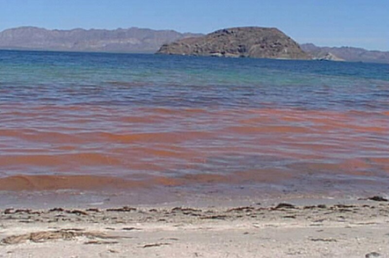 Marea roja en el Golfo de California