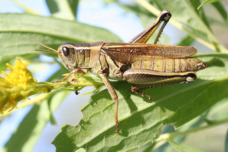 Saltamontes en una planta