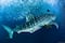 Tiburón ballena: el gigante amable de los océanos