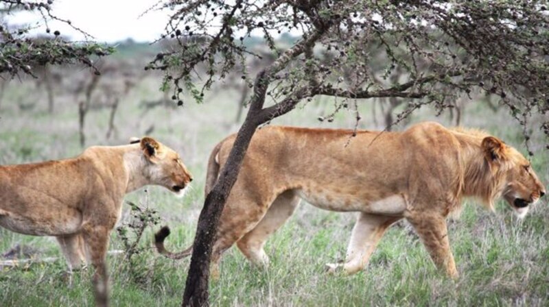 Leones en la sabana africana