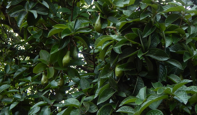 Aguacates colgando de un árbol