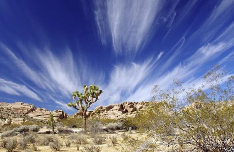Árboles en el desierto