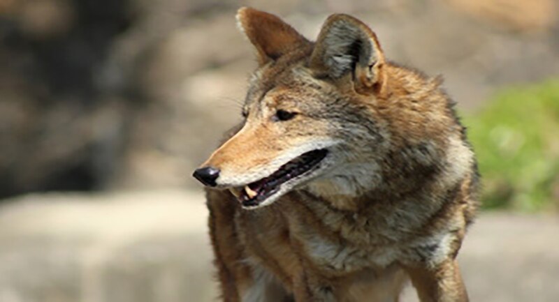 Coyote en primer plano