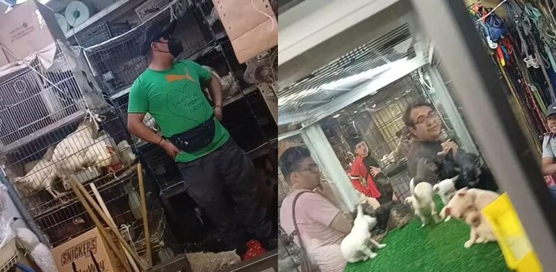 Perritos enjaulados en una tienda de mascotas