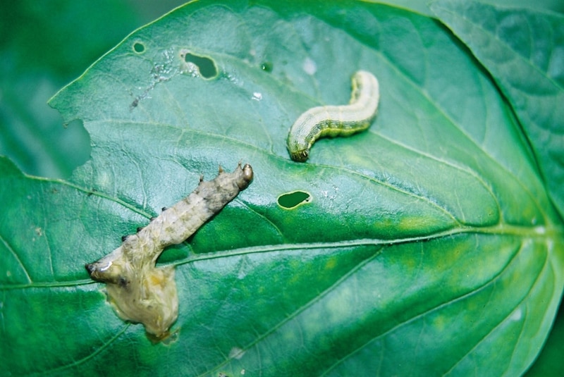 Orugas comiendo una hoja