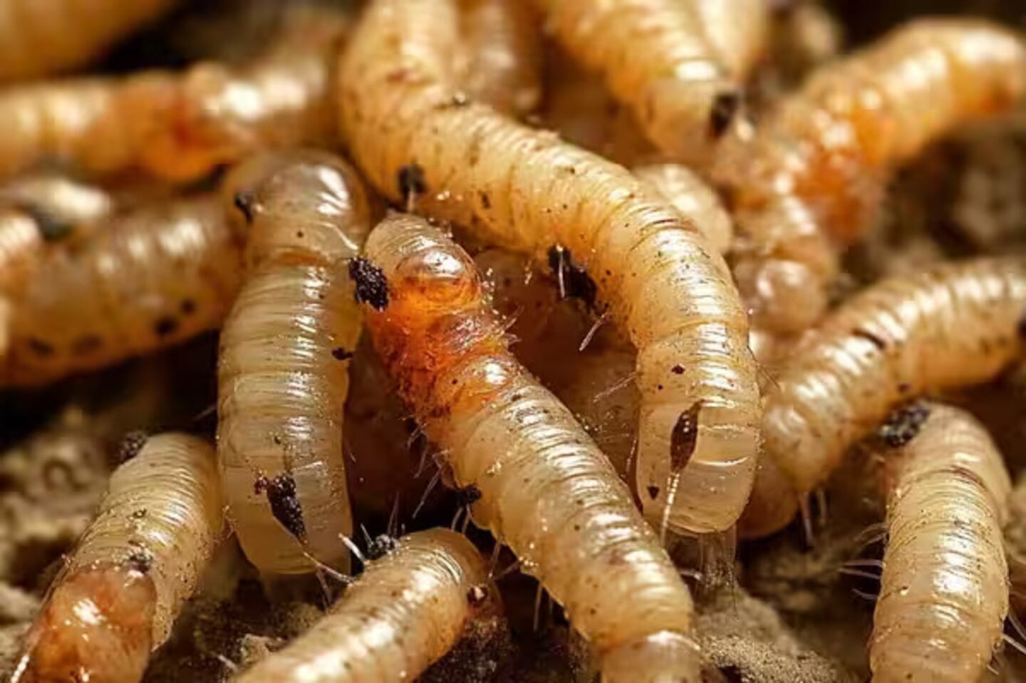 Confirman ocho casos humanos de miasis por gusano barrenador en Chiapas ...