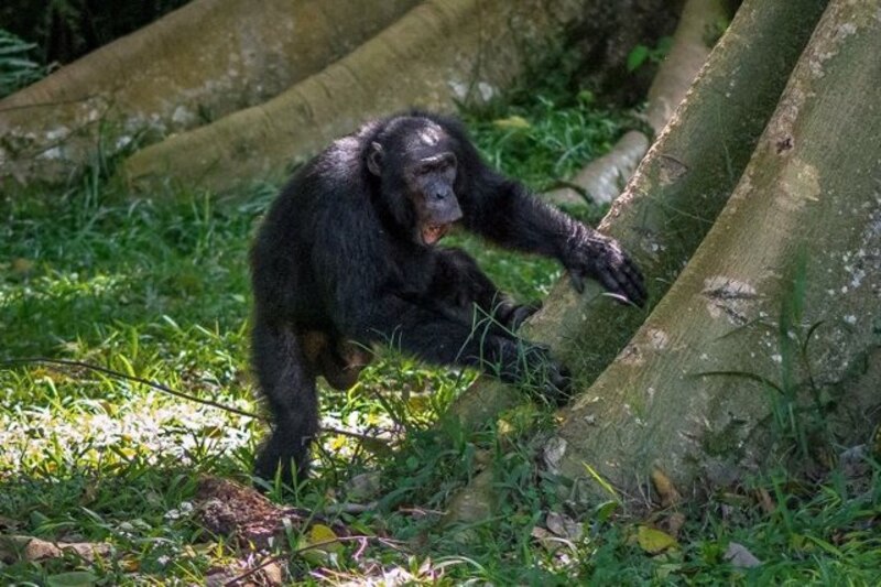 Chimpancé en la selva