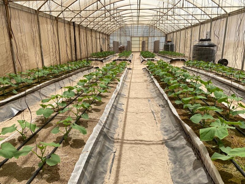 Invernadero con plantas de pepino