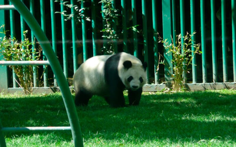 Panda gigante en un zoológico