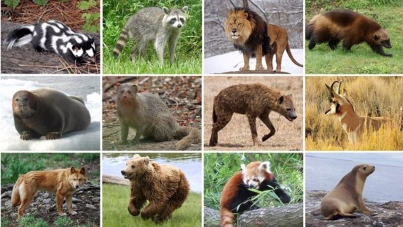 Animales salvajes