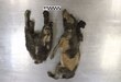 Unos famosos cachorros de la Edad de Hielo no eran perros mascota; posible eran lobos  