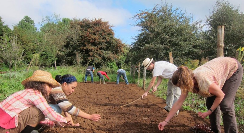 Voluntarios trabajando en una huerta orgánica