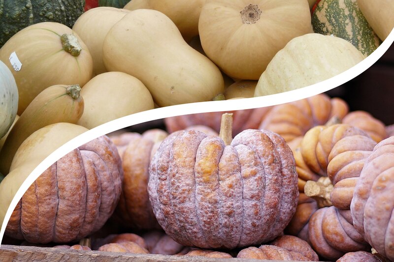 Calabaza