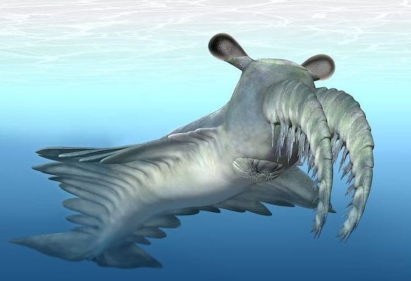 El Anomalocaris es un género extinto de artrópodos depredadores que vivió en los mares durante el período Cámbrico.