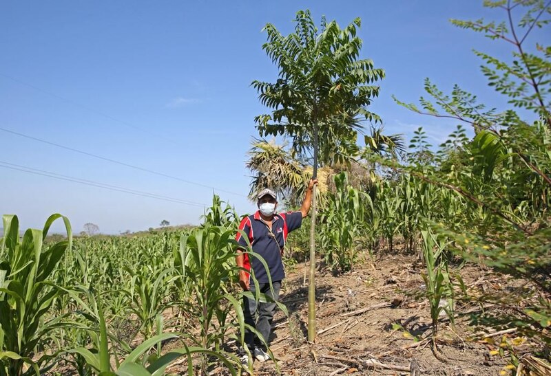 Agricultor en un campo de maíz