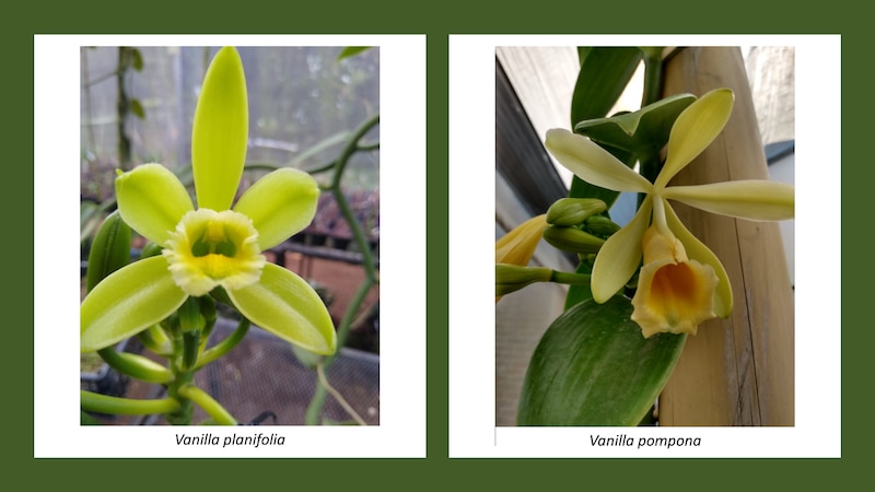 Dos especies de vainilla: Vainilla planifolia y Vainilla pompona