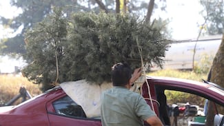Naucalpan anuncia recolección de arbolitos navideños para reciclaje, al término de las fiestas