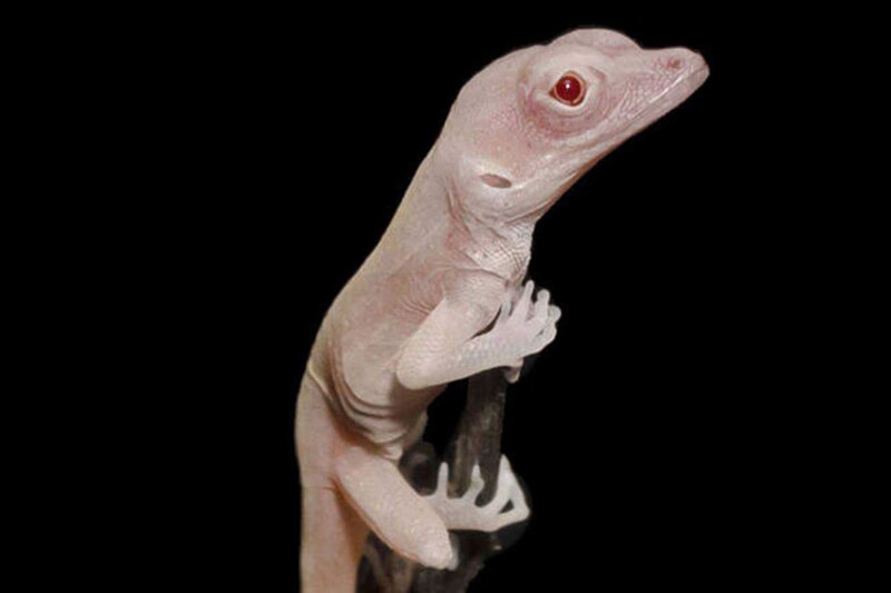 Un lagarto albino muy raro