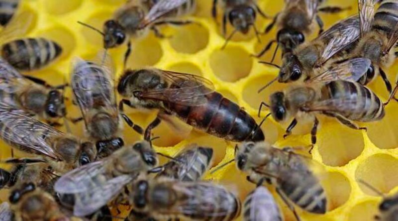 La reina de las abejas