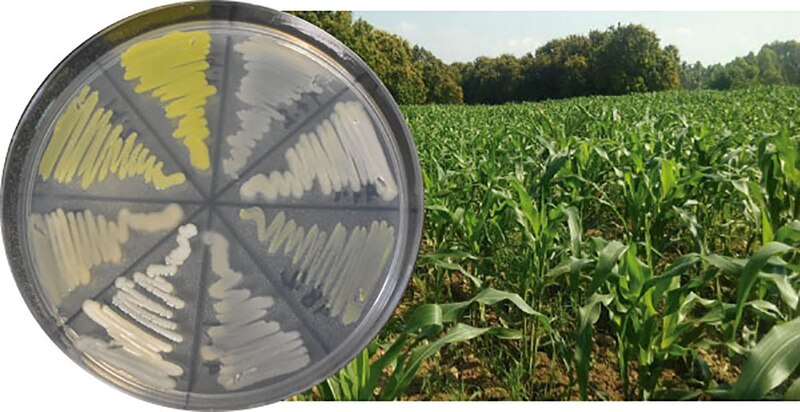 "Estudio de la diversidad microbiana en un cultivo de maíz".