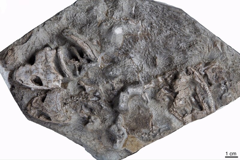 Fósil de un pez prehistórico