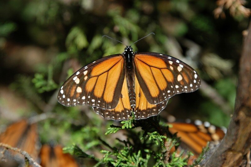 Mariposa monarca