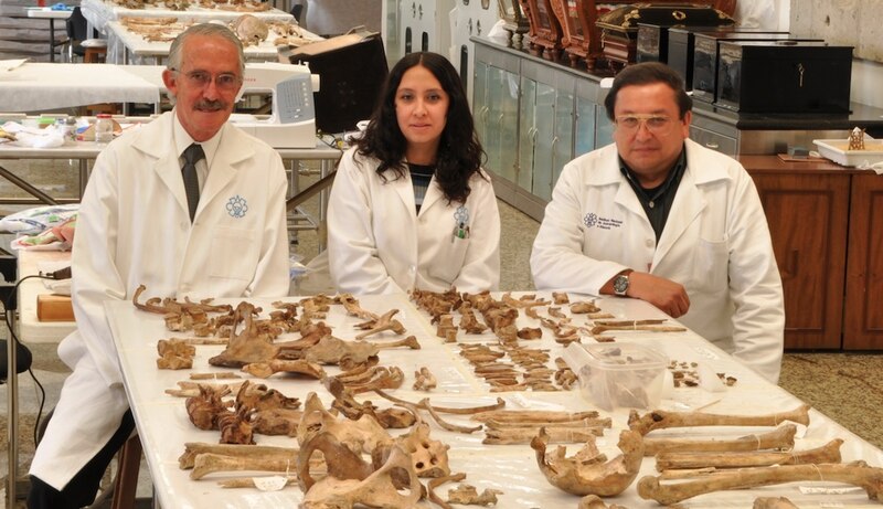 Un equipo de arqueólogos trabaja en el análisis de restos óseos.