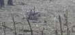 Polonia afirma que objeto que estalló en un campo fue un dron ruso