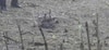 Polonia afirma que objeto que estalló en un campo fue un dron ruso