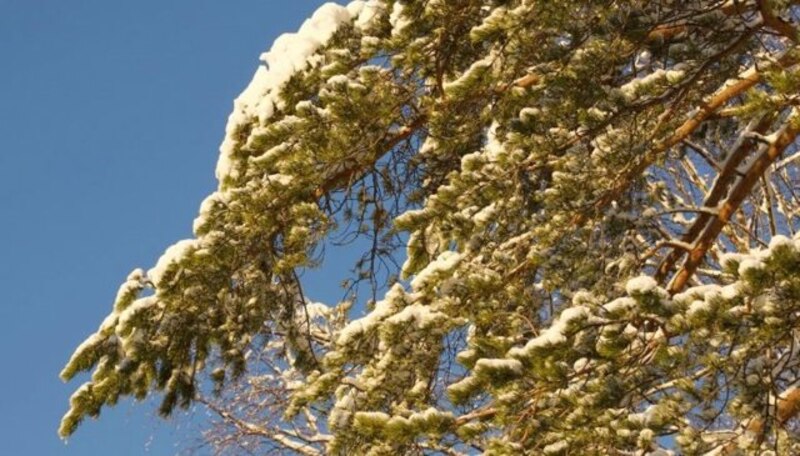 Ramas de pino cubiertas de nieve