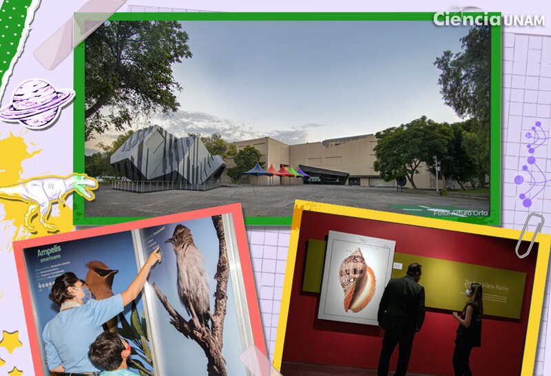 Museo de Ciencias Naturales de la UNAM