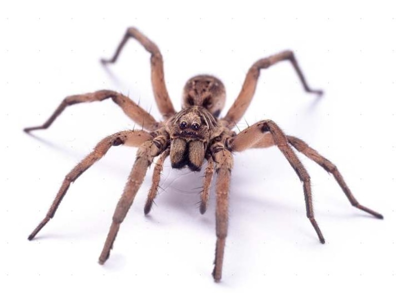 Araña lobo