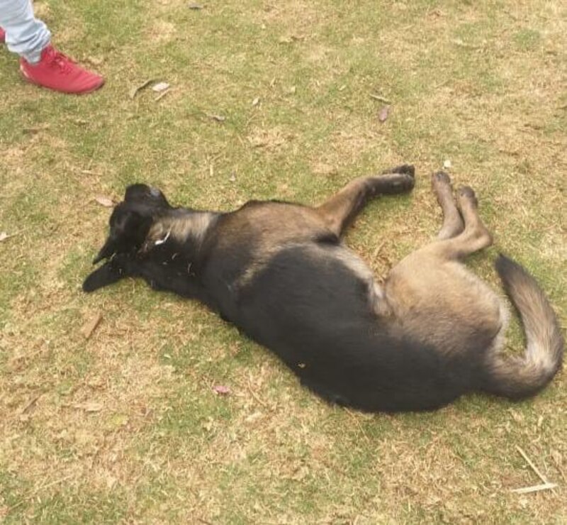 Perro pastor alemán tumbado en el suelo