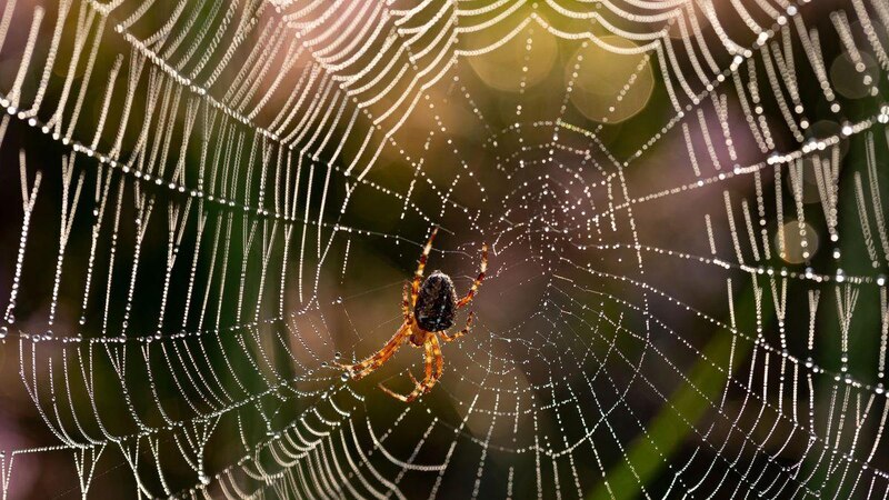 La araña y su tela