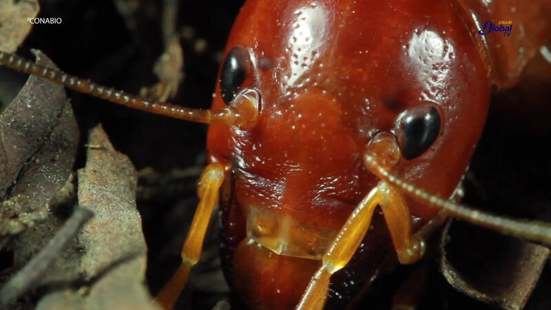 La hormiga roja: un insecto social