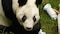 FOTOS: Así celebró Xin Xin, la panda gigante de Chapultepec, su cumpleaños 35
