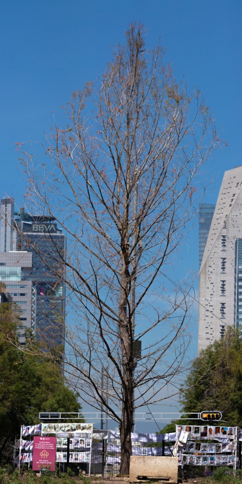 Un árbol sin hojas en una ciudad