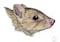 Nuevo marsupial descubierto en museos puede haberse ya extinguido