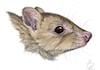 Nuevo marsupial descubierto en museos puede haberse ya extinguido