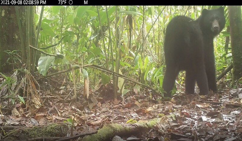 Oso negro en la selva