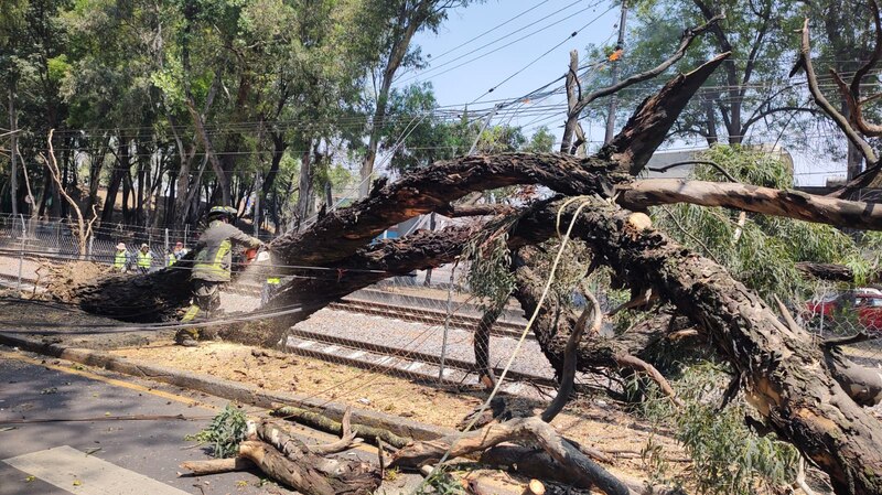 Bombero corta un árbol caído en la vía del tren